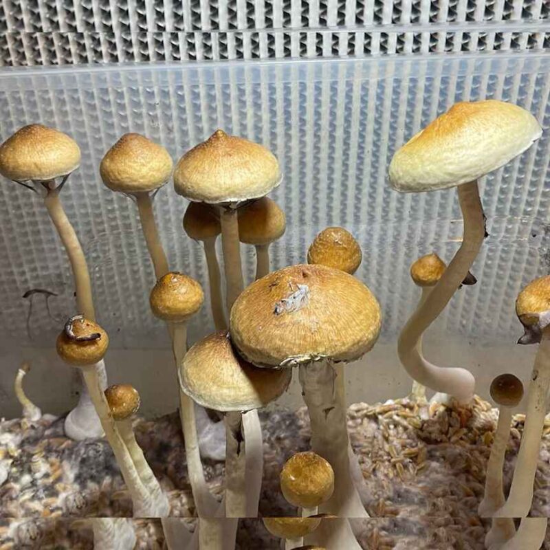  BUY Z-Strain Online | Order Magic Mushrooms Online