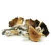 Brazilian Cubensis 1 ounce available online