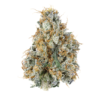 Gary Payton THCa Flower